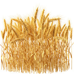 Golden Wheat Field with Ripe Grain Close-Up Harvest Time Realistic Rendering  © Foyez Ullah