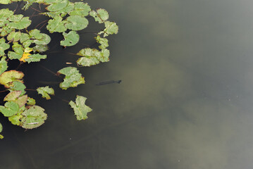 A fish is swimming around in a pond.