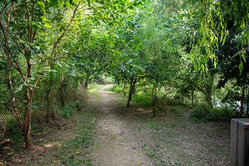 Trees line both sides of a pedestrian walkway.