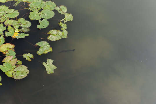 A fish is swimming around in a pond.