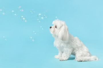 Cute Maltese dog with soap bubbles on blue background