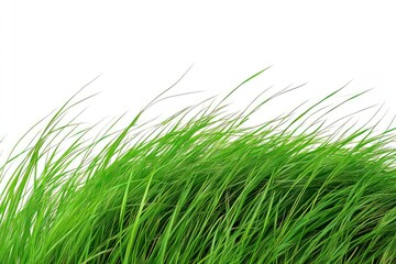 Obraz premium A close-up of fresh grass bending in the breeze, the natural movement highlighted against the simple white backdrop.