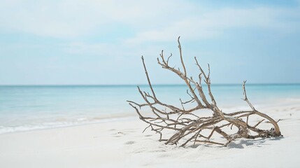 Driftwood Branch on Serene Beach: Minimalist Coastal Scene