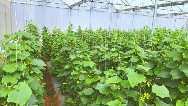 Indian Shimla Mirch pepper in poly house Soil greenhouse with plastic film