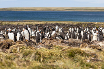 Falkland Island landscape.