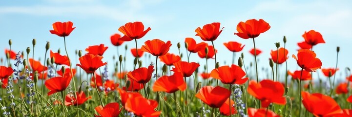 Fototapeta premium A field of red poppies against a clear blue sky with some scattered bluebells and forget-me-nots for added depth and texture, countryside, natural scenery, bluebells