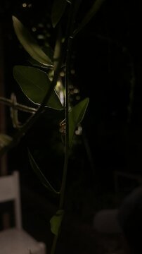 Silhouettes of leaves against the background of lights at night, there are ants crawling

