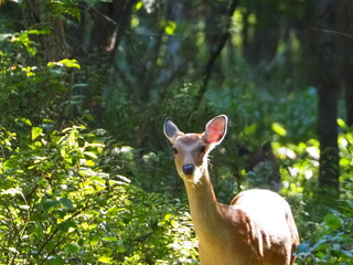 森の中で出会ったエゾシカ