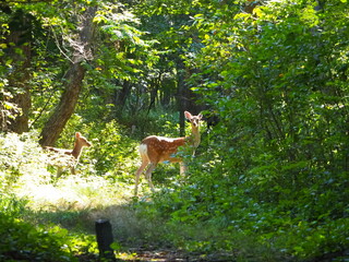 エゾシカの親子