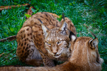 Lince ibérico en su hábitat natural en España