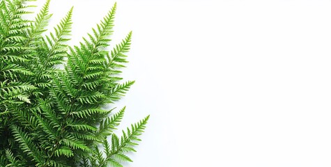Obraz premium Lush green fern leaves on white background, copy space.