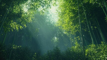 Fototapeta premium Serene Bamboo Forest Under Soft Sunlight with Natural Glow