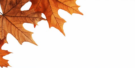 Corner arrangement of dry orange maple leaves on white background.