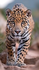 Obraz premium Majestic Jaguar Walking Towards The Viewer