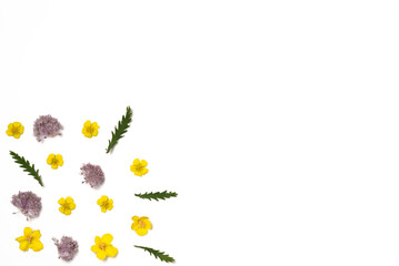 Flowers on white background. Flat lay, top view. Copy space