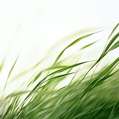 Naklejka premium A close-up of fresh green grass moving in a light breeze, the soft motion captured in the simplicity of a white background. --v 6.1 Job ID: 38bb3cd3-c19d-407c-b7cd-0b2e158a2a3a