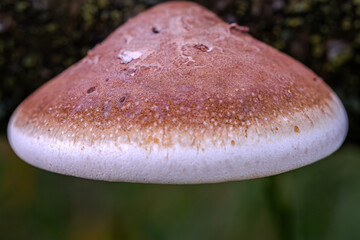 A birch sporling photographed as a macro.