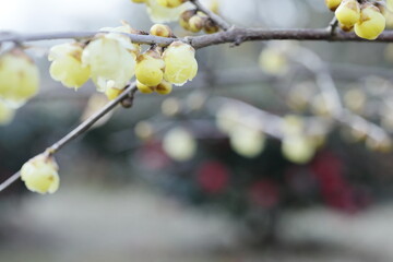 寒空に咲く蠟梅