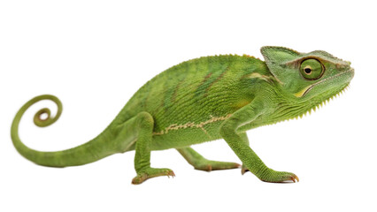 Chameleon isolated on transparent background.
