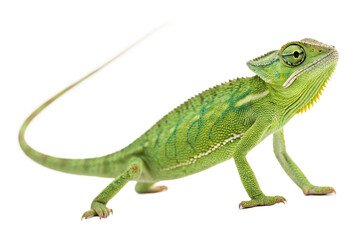 Fototapeta premium Chameleon isolated on transparent background.