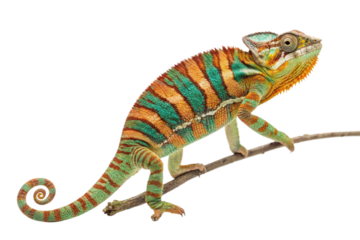 Chameleon isolated on transparent background.