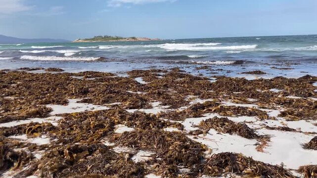 Giant sea kelp Macrocystis pyrifera&nbsp;washed ashore on red bill beach Bicheno, east coast Tasmania