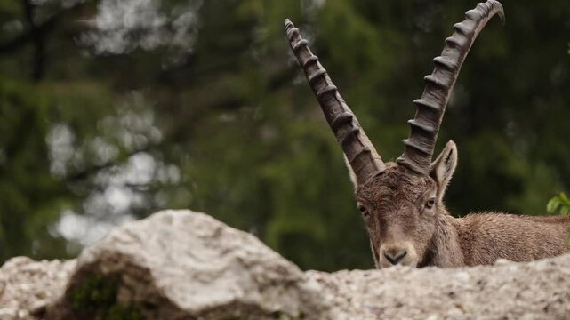 Alpine ibex walks on rocks