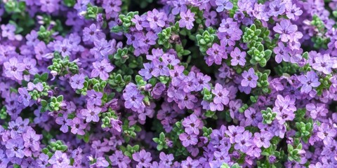 Common thyme Thymus vulgaris showcases its beautiful flowers, highlighting the charm of common thyme in full bloom. This vibrant display of common thyme captivates with its colorful blossoms.