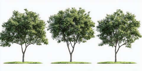 Fototapeta premium Isolated trees on a white background, perfect for various design projects, featuring a clean clipping path for seamless integration. Explore the beauty of isolated trees in your designs.