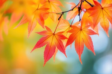 Vibrant autumn colors in Japan.