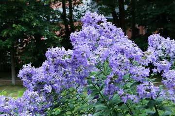 A bright luxurious summer flowerbed with lilac bells in the park. Photography.