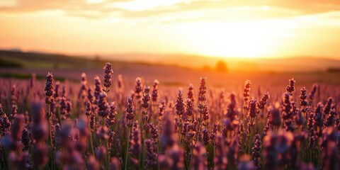 Naklejka premium A field of purple lavender blooms basks in the golden glow of a setting sun, creating a breathtaking natural panorama.