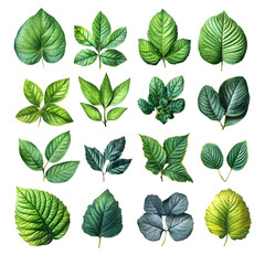 16 Green Leaves Collection - Nature Botany