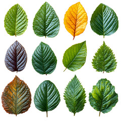Obraz premium Autumn Leaves Collection: 12 Green, Yellow & Brown Leaves Isolated ...