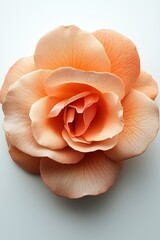 Fresh Cut Rose Flower, Valentine's Day Romantic Wedding Bridal Greeting Card Element Isolated Floral Marketing, White Background