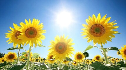 Three vibrant sunflowers basking in bright sunlight against a clear blue sky, surrounded by a field of sunflowers.