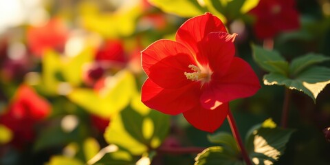 Obraz premium A single vibrant red flower with a delicate white center blooms against a backdrop of soft, blurred greenery and dappled sunlight.