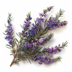 Fototapeta premium Lavender-like Blossoms: Delicate sprigs of vibrant purple flowers, reminiscent of lavender, arranged in a captivating floral composition.