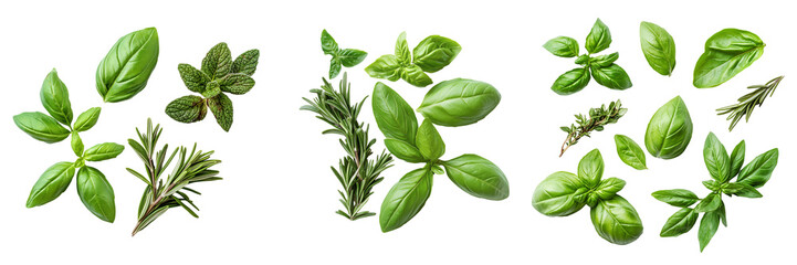 Obraz premium Set of A herbs, rosemary and basil leaves, isolated on Transparent PNG format Background. 