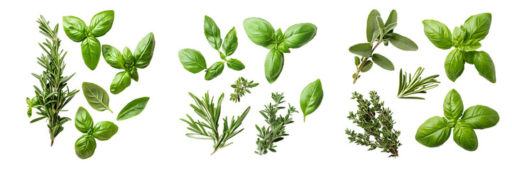 Obraz premium Set of A herbs, rosemary and basil leaves, isolated on Transparent PNG format Background.