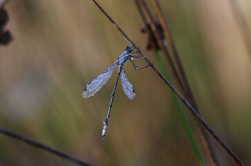 Gemeine Binsenjungfer - Common Spread-wing