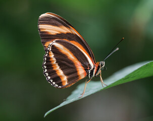 Gebänderter Orange Heliconian - Orange tiger