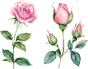Fototapeta premium set of pink roses