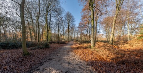 Autumnal Forest Path: A Serene Woodland Walk