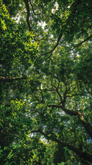 Obraz premium Mesmerizing View of Dense Jungle Canopy Bathed in Sunlight with Rich Biodiversity and Vibrant Colors