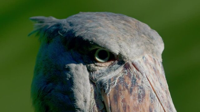 Alert Shoebill Stork Hunting Fish On Wetlands Of Entebbe, Uganda, East Africa. Close-up Shot