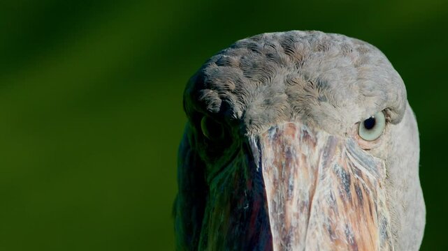 Whale-headed stork Looking For Fish In The River Nile Of Uganda, Africa. Close-up Shot