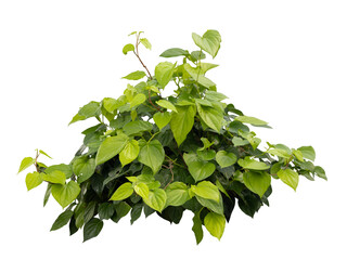 Fototapeta premium Tropical plant bush green shrub tree isolated on white background with clipping path. 