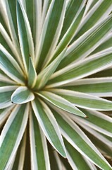 Agave