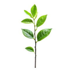 Obraz premium Green tea leaves with branches isolated on transparent background.